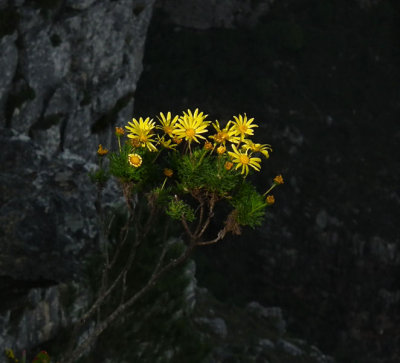  Table Mountain yellow flora
