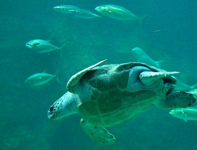 Two Oceans Aquarium_Loggerhead Turtle
