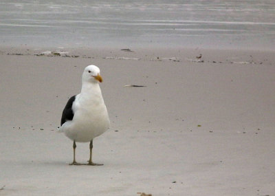 Clifton 4th Beach_Kelp Gull