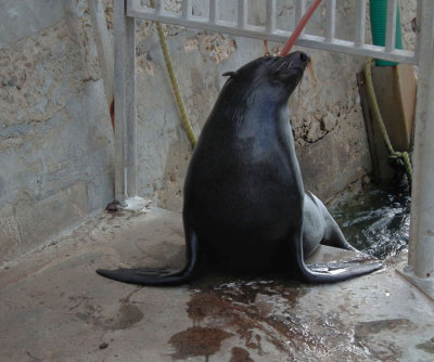 Cape Town_Fur Seal entering Seal Platform