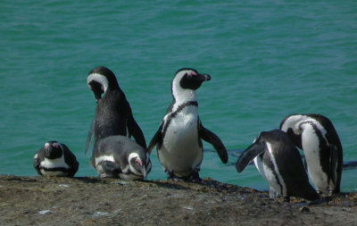 Boulders Beach_African Penguins