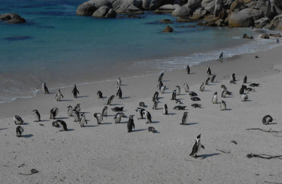 Boulders Beach_African Penguins