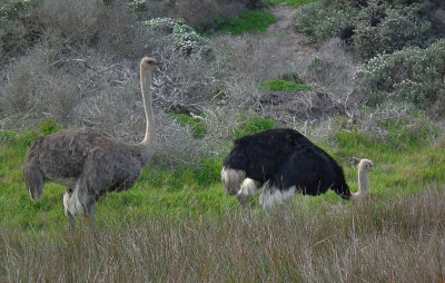 Cape of Good Hope_male and female Ostriches by sea