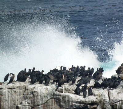 Cape of Good Hope_Cormorants_Kelp Gulls and rough seas