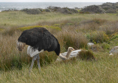 Cape of Good Hope_male Ostrich by sea