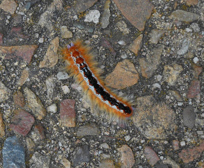 Cape Lappet Moth caterpillars were numerous