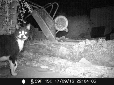 Black & white cat by wheelbarrow