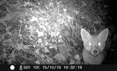 Fox examining stealthcam