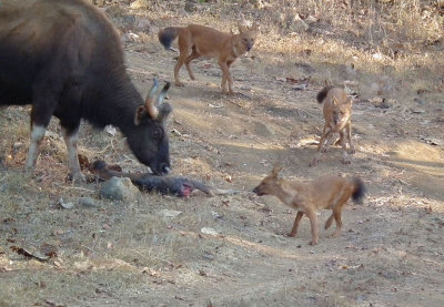 Gaur Mother trying to protect her calf from Wild Dogs