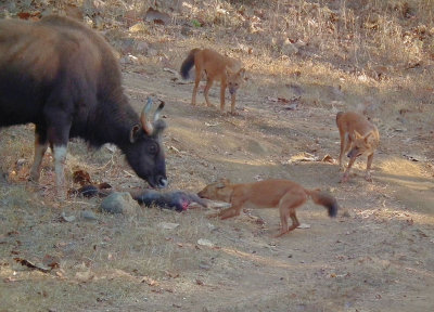 Mother Gaur trying to defend her almost dead calf from Wild Dogs