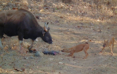 Mother Gaur trying to protect her nearly dead calf from Wild Dogs