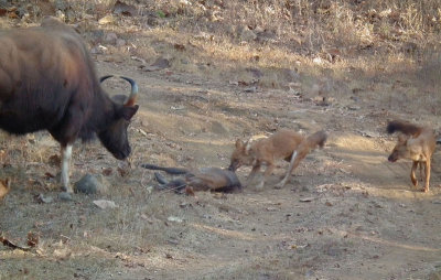 Wild Dogs attacking Gaur calf 
