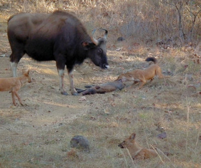 Wild Dogs trying to drag dead calf from Gaur mother