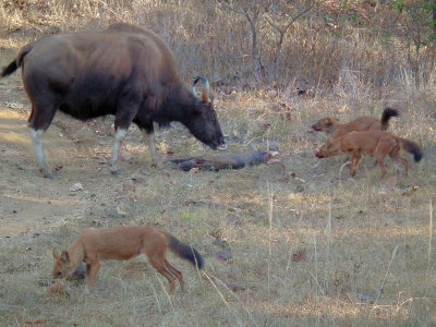Gaur mother licking dead calf