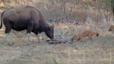 Wild Dogs trying to drag dead calf away from Gaur mother