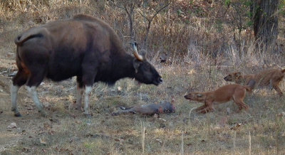  Gaur mother defending her dead calf from Wild Dogs