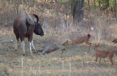 Gaur mother defending dead calf from Wild Dogs