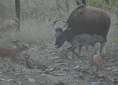 Three wild dogs attacking Gaur mother (from video)and calf.jpg