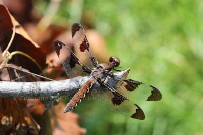 Whitetail Dragonfly