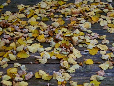 november (1)