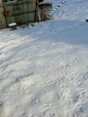 squirrel tracks
