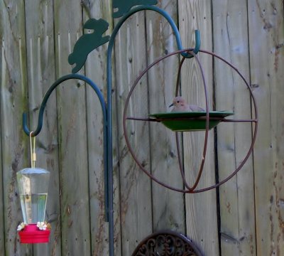 dove chilling in the bird feeder