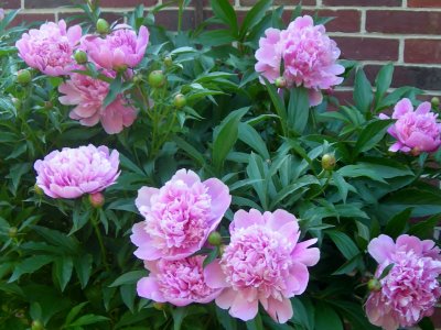 peonies