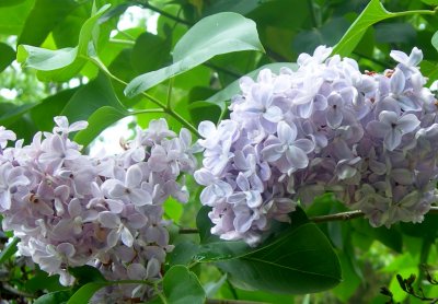 lavender lilacs