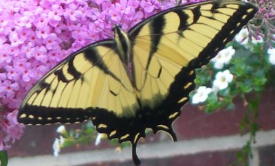 butterfly on the butterfly bush