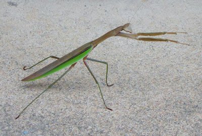 front porch greeter