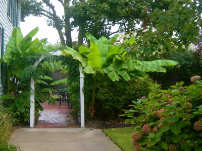 banana tree garden gate
