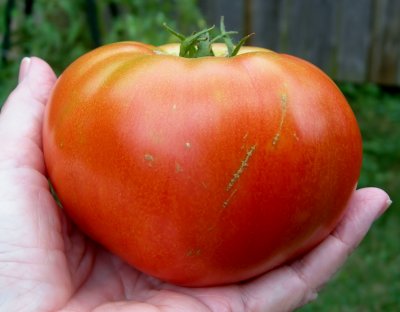 my first beefsteak