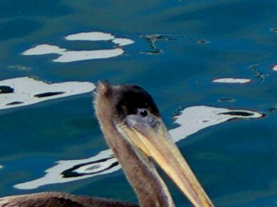 friendly oceanside pelican