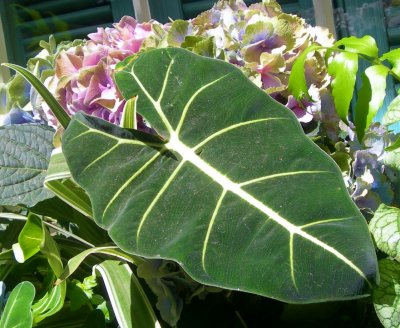 flora & fauna (5)