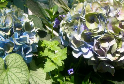 flora & fauna (6)