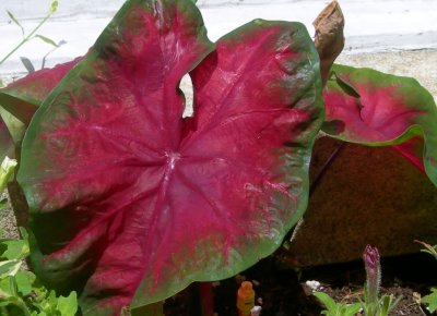 flora & fauna (7)