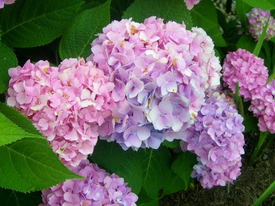 strathmere hydrangeas - can't get enough of them