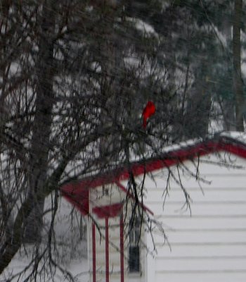 hungry cardinal can't find the seed buried in the snow