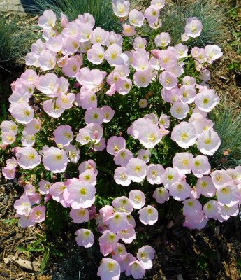 mexican primrose