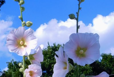 hollyhocks