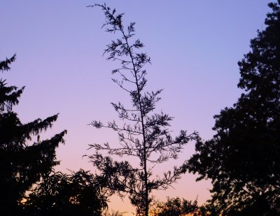 sunset trees