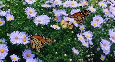 aster mum butterflies