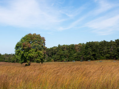 Treeline where Stonewall Jackson got his name