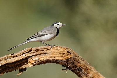 White Wagtail