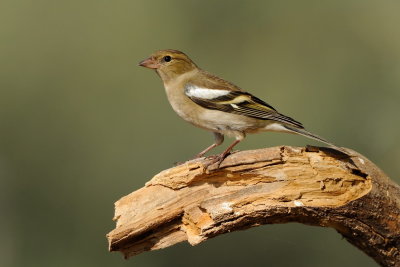 Chaffinch