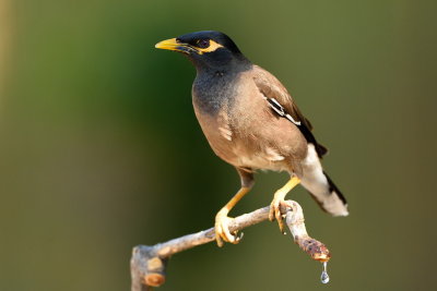 Common Myna