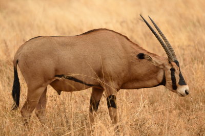 Tsavo West Mammals