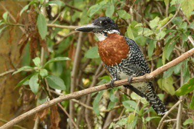 Ather Birds