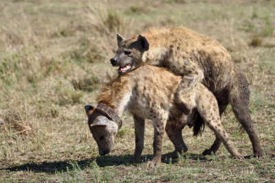 Hyena Mating