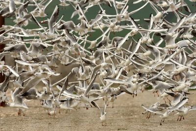Gulls